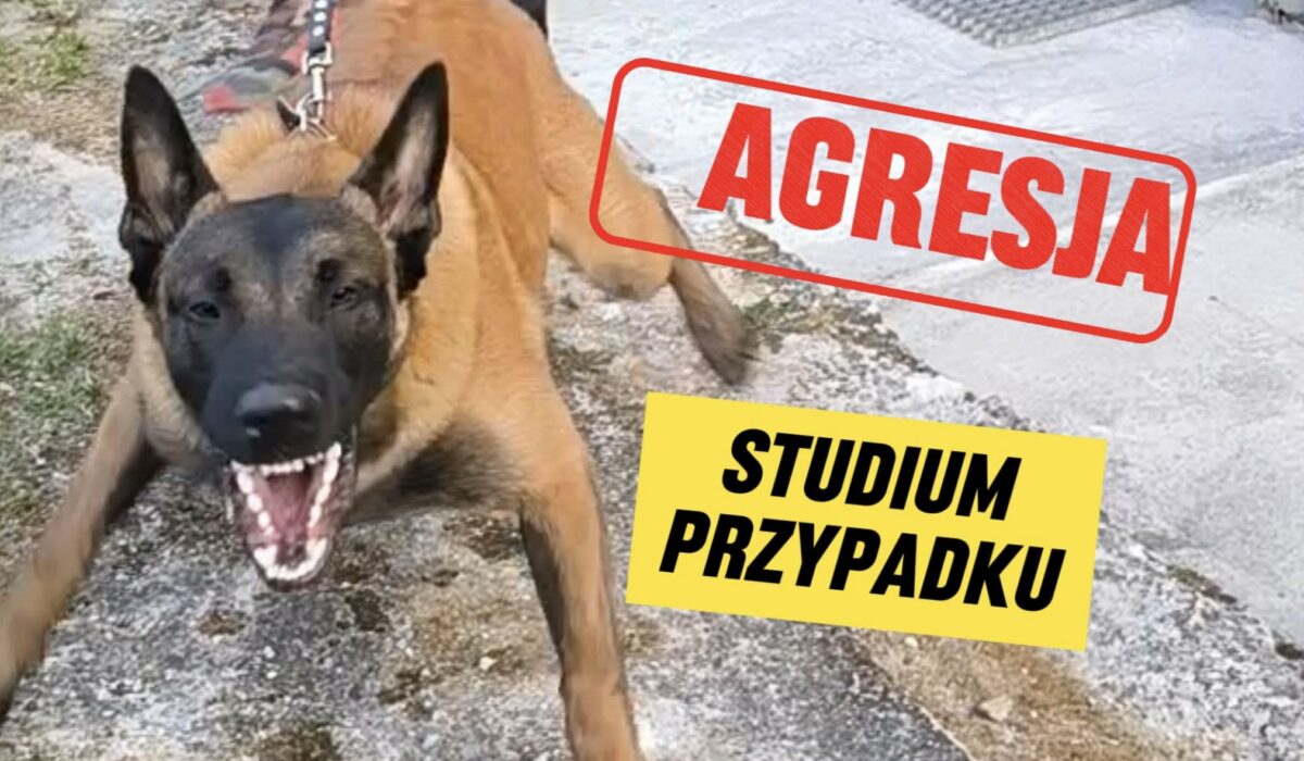 Agresja lękowa czy instrumentalna? Analiza przypadku